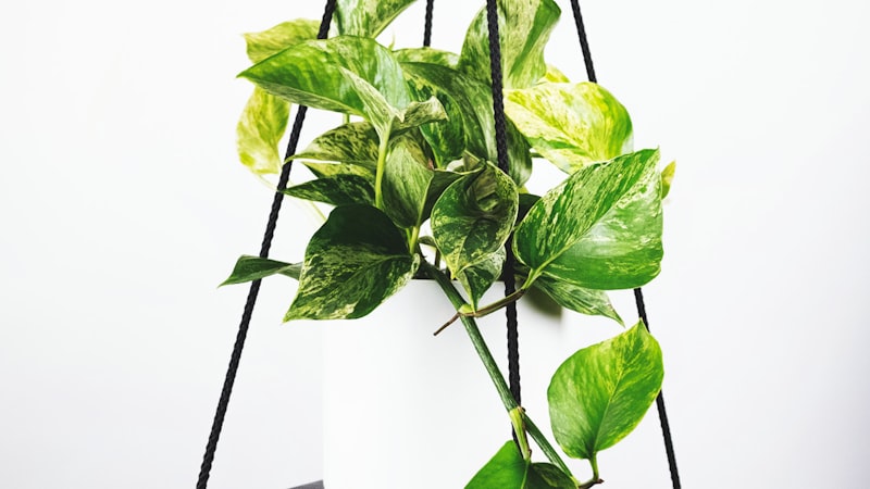 2026世界杯小组赛B组：阿根廷对阵法国激烈对决直播